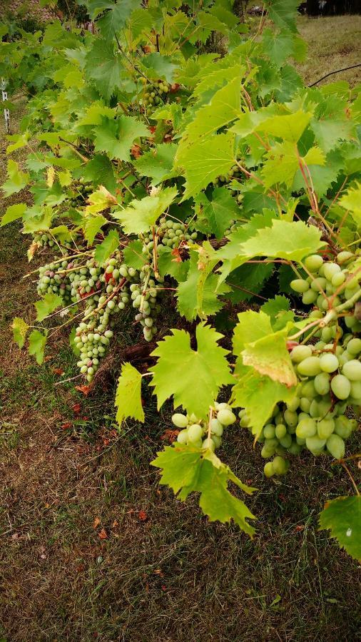 Nektar Park Villa Sara Bihać Eksteriør bilde